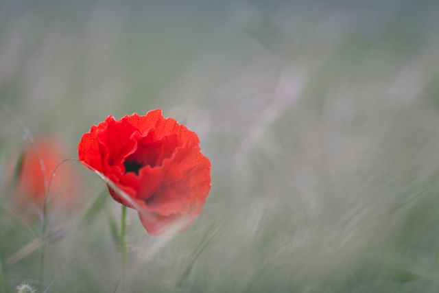 Solitary Red Poppy Flower in Field with Blurred Background - Download Free Stock Photos Pikwizard.com
