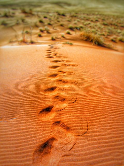 Footprints leading through red sand dunes in a desert environment suggest themes of exploration and solitude. Ideal for travel blogs, adventure promotions, nature documentaries, and educational content on desert ecosystems.