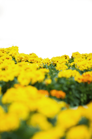 bright marigold blooms isolated on transparent background for creative designs - Download Free Stock Videos Pikwizard.com