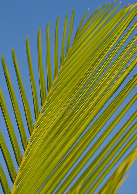 Close-Up of Green Palm Leaf Against Clear Blue Sky - Download Free Stock Photos Pikwizard.com