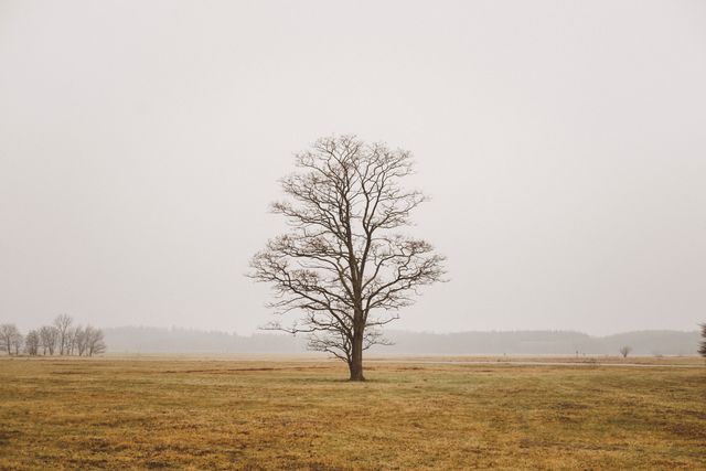This captures a solitary bare tree standing in an autumn field under a cloudy sky. This is ideal for use in stories or projects focused on themes of solitude, change, and natural beauty. Perfect for backgrounds, nature articles, motivational content, and peaceful, minimalistic designs.