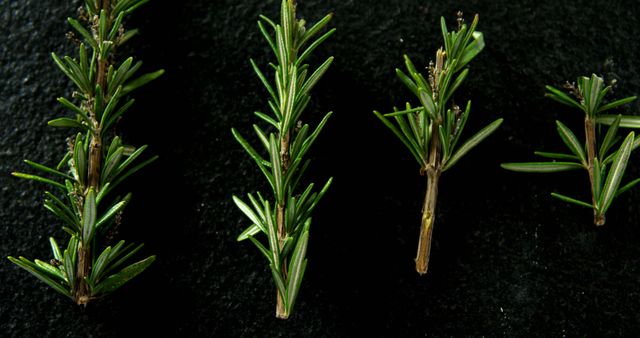 Fresh Green Rosemary Sprigs on Dark Background - Download Free Stock Images Pikwizard.com