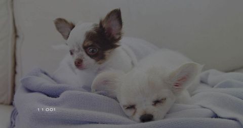 Two Resting Long-Haired Chihuahuas Snuggled on Sofa
