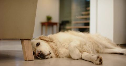 Golden Retriever Relaxing Beside Sofa in Cozy Living Room