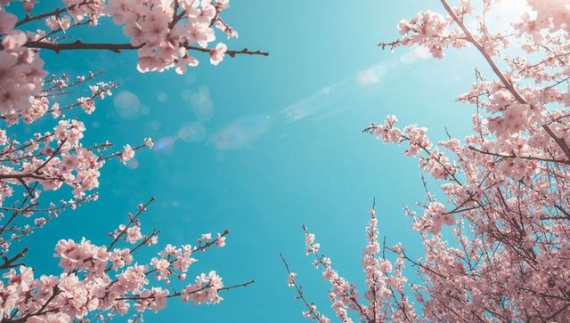 Cherry blossoms framing turquoise sky, blooming branches reaching overhead with sun flare