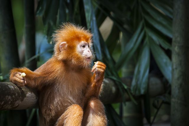Golden Langur sitting on bamboo branch, contemplating environment in tropical forest. Ideal for wildlife, nature, conservation themes as well as educational materials about primates and their habitats.