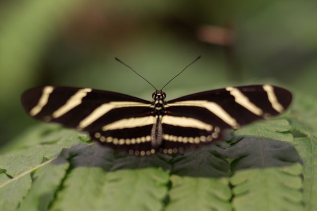 Close-up of Zebra Longwing Butterfly resting on green leaf with its wings spread out. Perfect for nature or wildlife websites, educational materials about insects, and design projects emphasizing natural beauty or biodiversity.