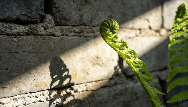 Fern frond unfurling against weathered concrete wall casting dramatic shadow and texture
