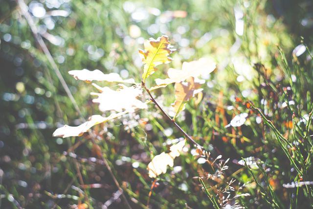 Sunlit leaf surrounded by lush greenery with minimal depth of field, creating a tranquil and serene atmosphere. Ideal for backgrounds, nature-themed content, meditation and relaxation promotions, environmental campaigns, and botanical studies.