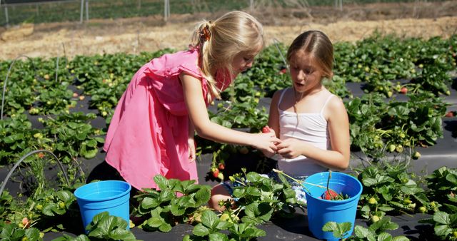 Caucasian girls picking strawberries in a field, with copy space. They enjoy a sunny day outdoors, engaging in a fun agricultural activity.