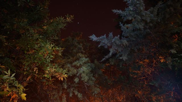 Night Sky Intertwined with Forest Canopy Evening Star - Download Free Stock Photos Pikwizard.com