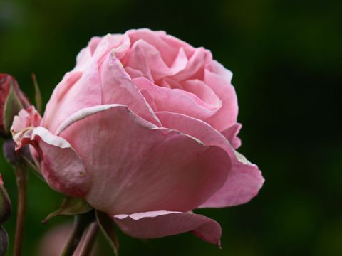 Close-up pink rose blooming with soft layered petals and dark green blurred background