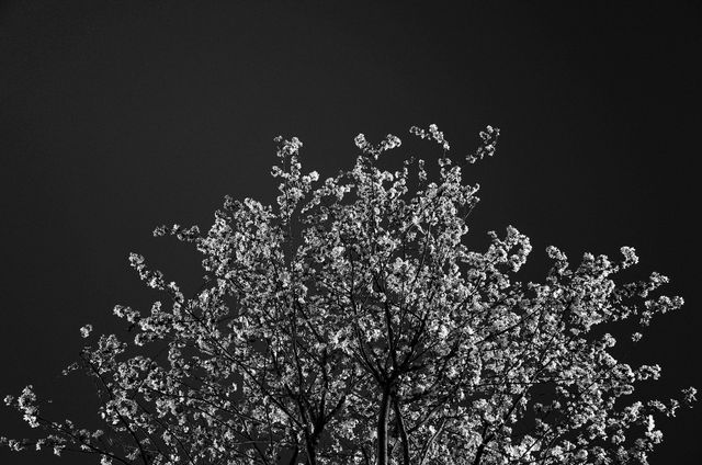 This image shows a beautifully blossoming tree set against a dark night sky, rendered in black and white. The high contrast creates a striking visual effect, breathing tranquility and elegance. Useful for wall art, nature-themed designs, meditation or spa relaxation visuals, and artistic photography collections. Perfect for invoking a sense of calm and timeless beauty.