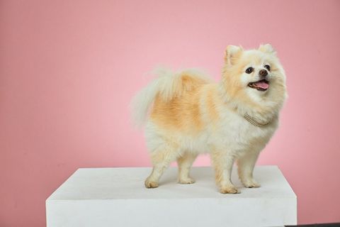 Adorable spitz dog standing against pink background