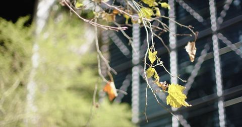 Sunlit vine hanging yellow autumn leaves against modern glass facade