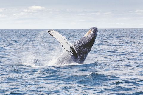 Humpback whale tail breaching in ocean