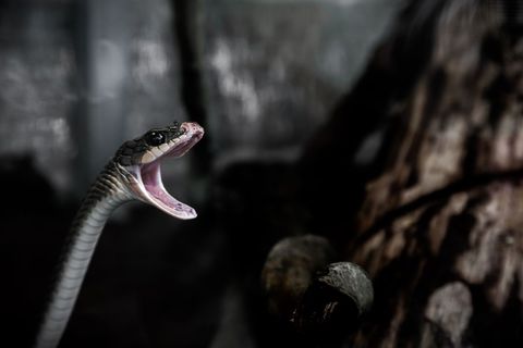 Aggressive Cobra with Fangs Displayed in Forest Habitat