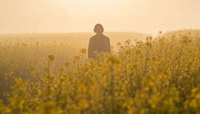 Solitary man standing in backlit yellow canola field at golden sunrise silhouette