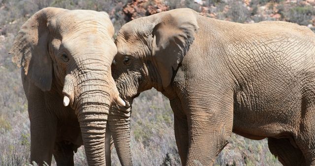 Two Elephants Interacting in Natural Habitat African Safari - Download Free Stock Photos Pikwizard.com