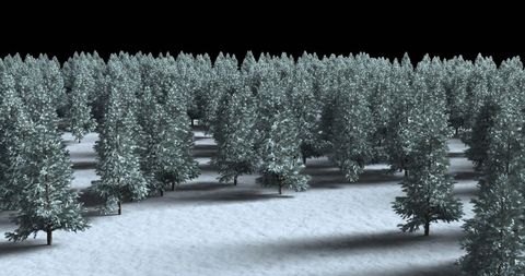 Snow-Covered Forest at Night Shadowed Winter Wonderland