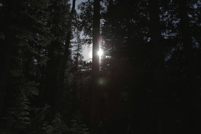 Sun shining through dense forest trees creating natural silhouettes - Download Free Stock Photos Pikwizard.com