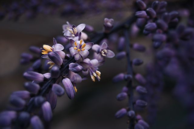 Beautiful close-up capture of purple flowers blooming against a dark background. Great for use in floral-themed projects, nature studies, botany websites, backgrounds for presentations, and any design requiring a sense of natural beauty and elegance.