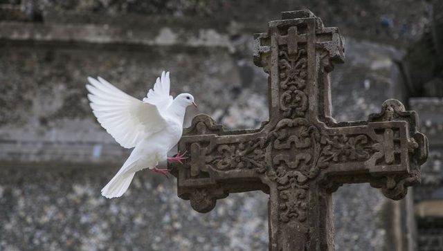 White dove perching and spreading wings on ornate stone cross in historic cemetery