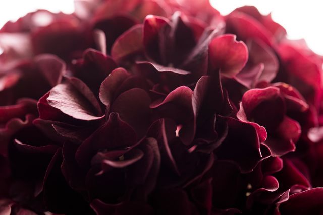 Elegant display of deep burgundy hydrangea petals in full bloom. Ideal for floral designs, nature-themed projects, backgrounds, or as a decorative element in home interiors and prints.