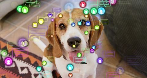 Beagle sitting looking up with social chat overlays for pet tech, adoption, and lifestyle