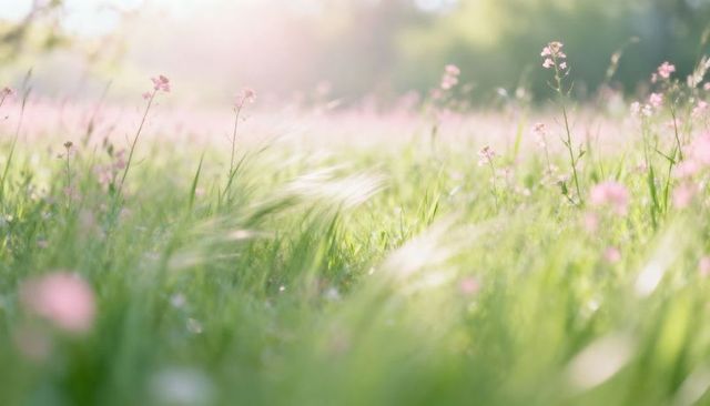 Sunlit meadow with pastel wildflowers and swaying grasses evoking calm spring morning