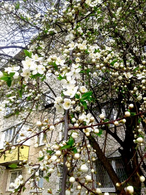 White flowers blossoming on tree branches in an urban environment with a building in the background. Ideal for portraying the beauty of spring. Could be used in articles or campaigns about nature in cities, springtime beauty, urban greening projects, or environmental plant-based items.