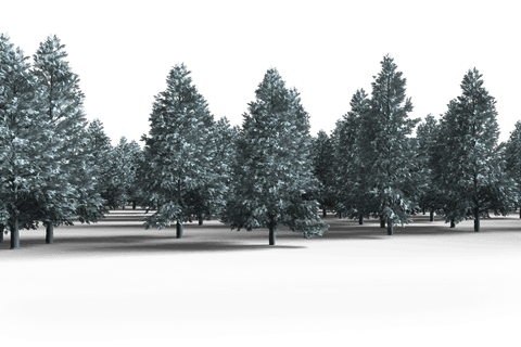 Digital Forest of Green Fir Trees with Transparent Background - Download Free Stock Videos Pikwizard.com