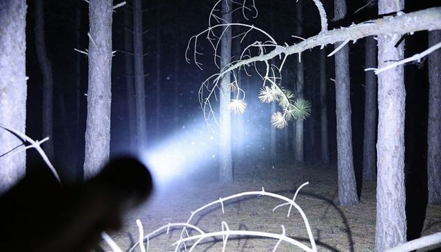 Flashlight beam shining through pine forest at night illuminating branch and dust particles