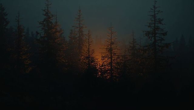 Misty conifer forest glowing with amber backlight at dusk dramatic silhouette