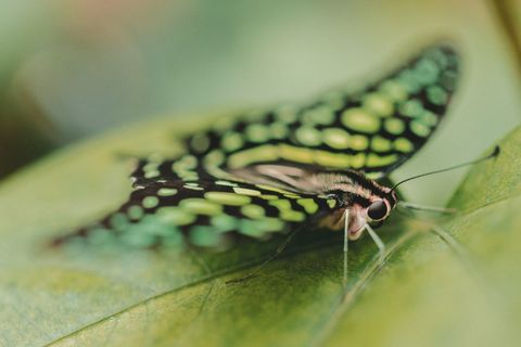 Vibrant Green and Black Butterfly on Leaf Close-up