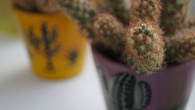 Cactus flora mexico  - Download Free Stock Photos Pikwizard.com
