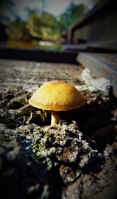 Close-up of lone mushroom growing on old wood in forest - Download Free Stock Images Pikwizard.com