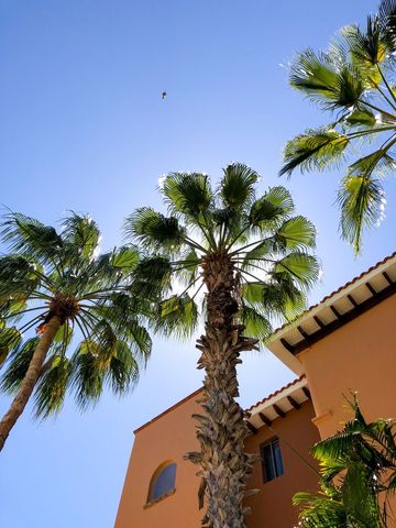 Tropical Palm Trees Against Clear Blue Sky by Orange Building