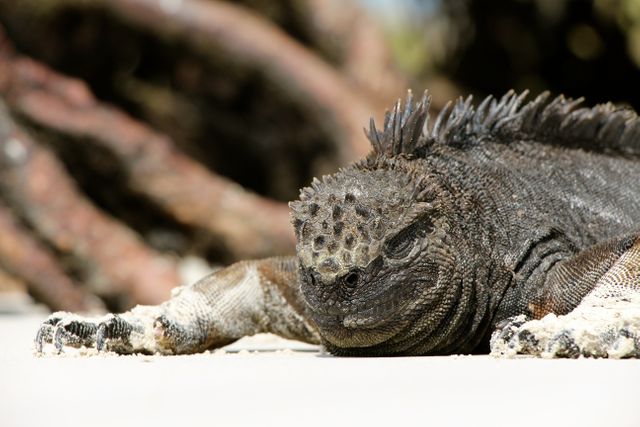 Marine iguana lying on sandy surface in natural habitat. Ideal for nature conservation themes, wildlife photography, and educational content about Galapagos animals.