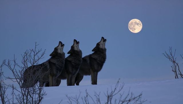 Three Wolves Howling at Full Moon on Snowy Ridge at Twilight, Moonlit Tundra