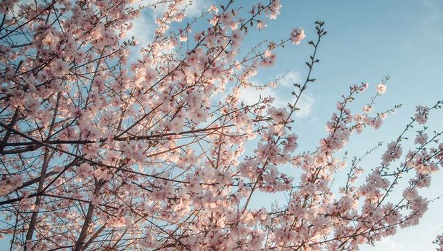 Pale Pink Cherry Blossom Canopy Filling Blue Sky with Soft Spring Sunlight, Delicate Petals