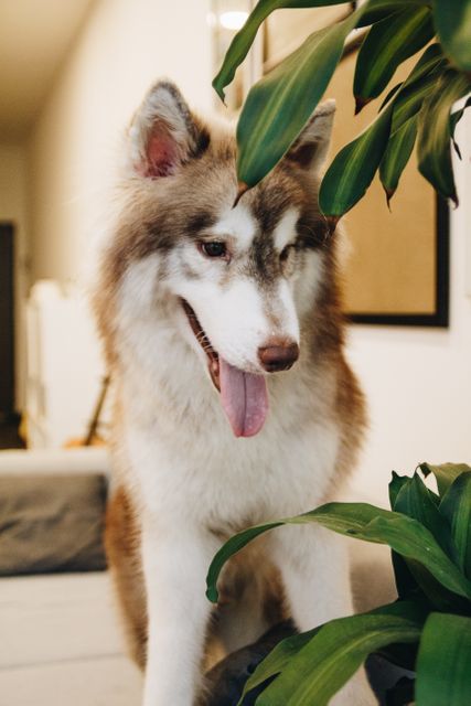 Playful Siberian Husky dog with tongue out surrounded by green plants indoors. Ideal for use in pet care content, indoor pet photography, websites promoting domestic animals, or blogs featuring pets and home decor.
