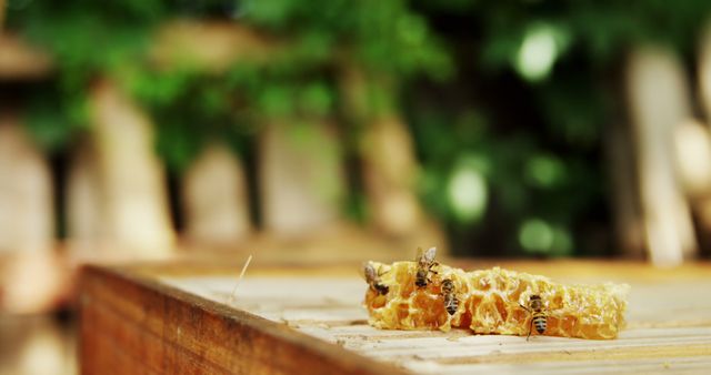 Several bees gathering on a honey-laden wooden beehive in an outdoor green setting. Perfect for use in articles related to bee conservation, beekeeping, nature, honey production, and environmental awareness.