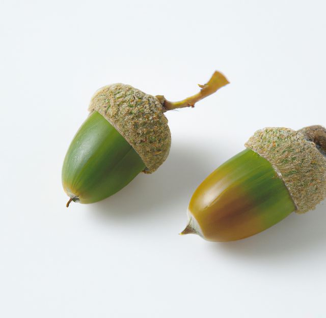 Close up of green acorns laying on white backrgound. Acorn, nature and close up concept.
