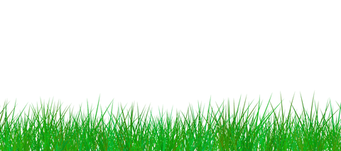 Lush green grass on transparent background