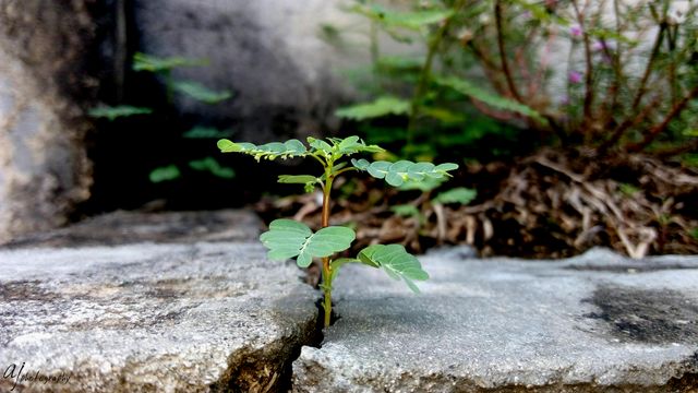 Young green plant emerging through a small crack in a concrete surface in an urban area, symbolizing resilience and the power of nature. Ideal usage includes motivational content, environmental discussions, quotes about perseverance, urban landscaping articles, and educational materials about plant life.