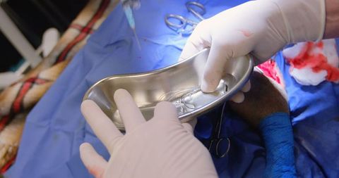 Veterinary Surgeon Performing Dog Surgery in Clinic