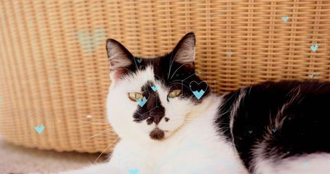 Reclining black-and-white cat lounging on rattan chair with cyan heart overlay accents