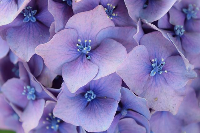 Close-up view of vibrant purple hydrangea flowers in full bloom. Ideal for use in floral designs, nature-focused blogs, gardening websites, or botanical illustrations. Can also serve as a beautiful background or desktop wallpaper emphasizing the beauty of blooms.