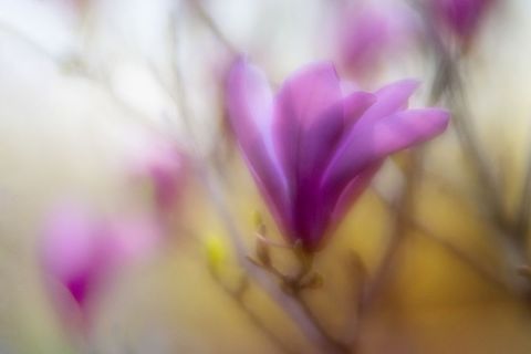 Dreamy purple magnolia blooming with soft focus pastel background for spring design and branding